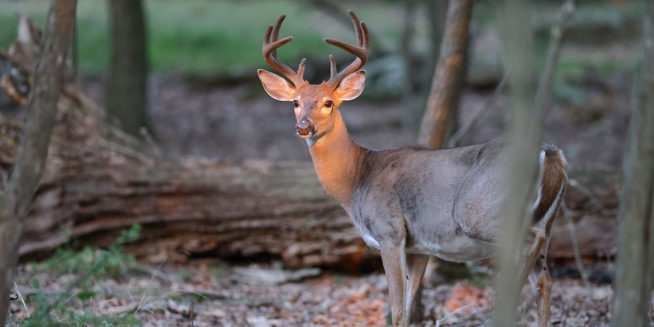 Deer Season