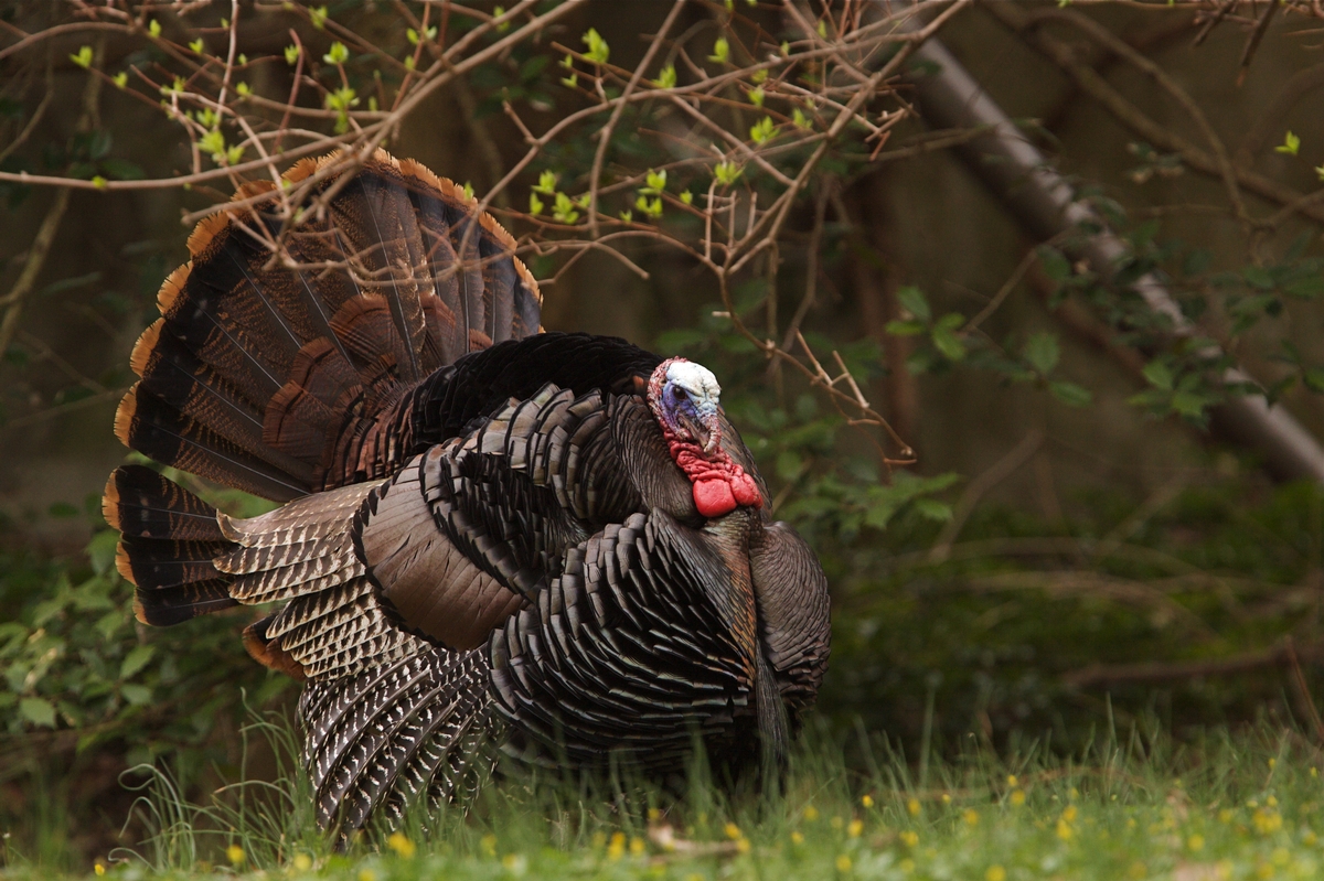 Turkey Hunting